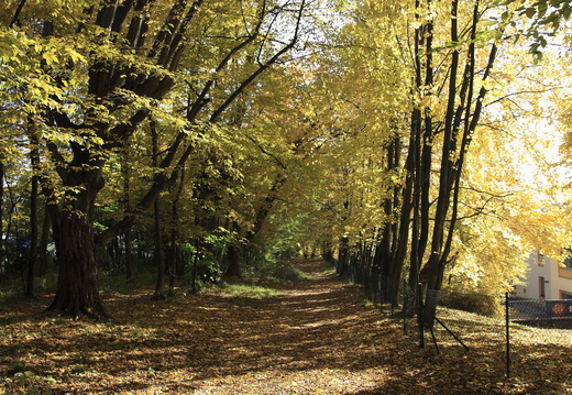 Serie Rosenberg Graz: Waldweg im Herbst - 1 