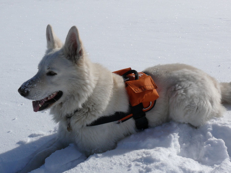 Serie Schöckl: ein weißer Schäferhund im Schnee 