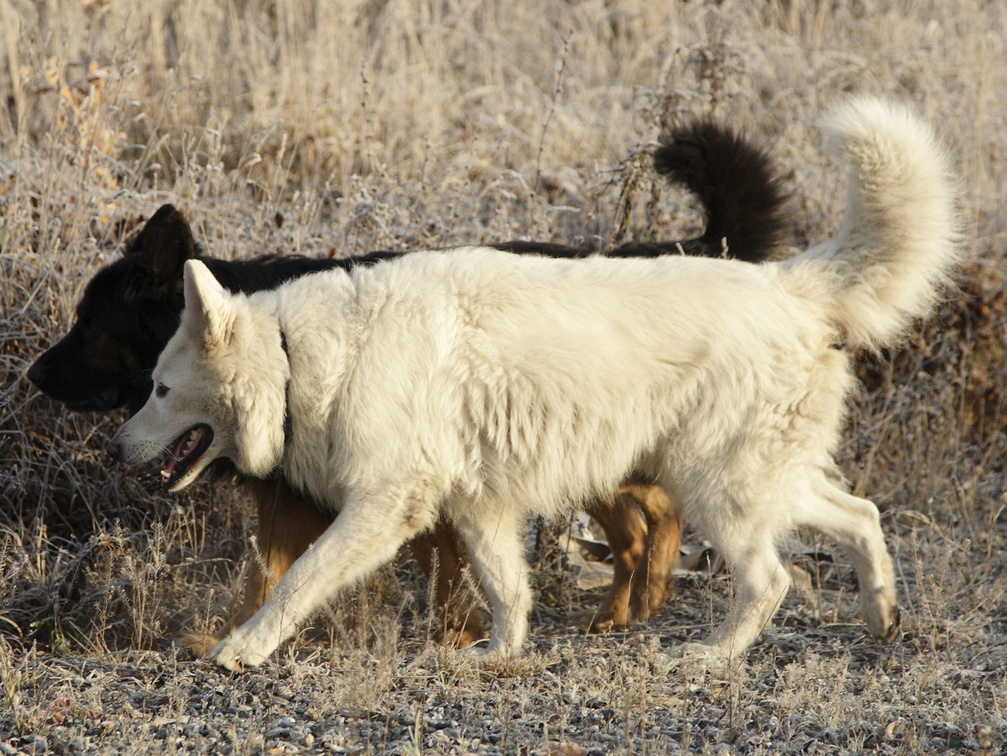 Serie Altdeutscher Schäferhund: neben einem Weißen Schäferhund 