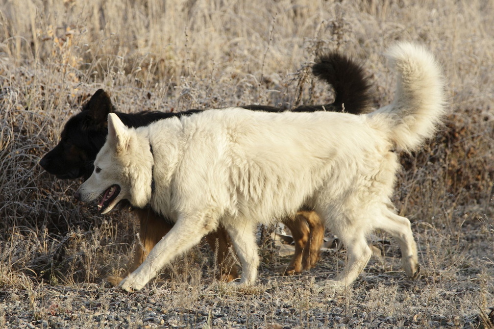 Serie Altdeutscher Schäferhund: neben einem Weißen Schäferhund 