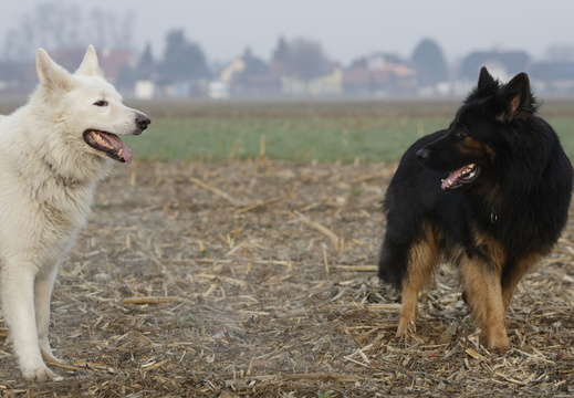 Serie Altdeutscher Schäferhund: Auge in Auge mit einem Weißen Schäferhund 
