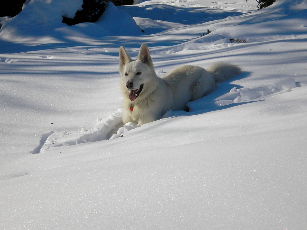 Serie Lienz, Osttirol: Weißer Schweizer Schäferhund im Schnee 