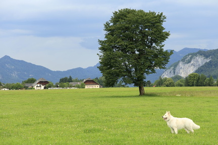 Serie: Wolfgangsee - Weißer Schäferhund vor alleinstehendem Baum 