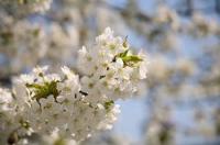 Aufnahme eines Zweiges mit Kirschblüten vor dem Hintergrund des wunderbar blühenden Kirschbaumes. Die Kirschblüte signalisiert den Frühlingsbeginn.